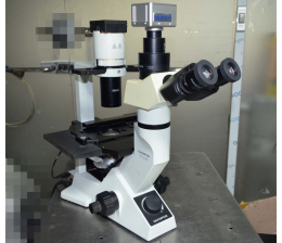 Olympus CKX41 Inverted Microscope